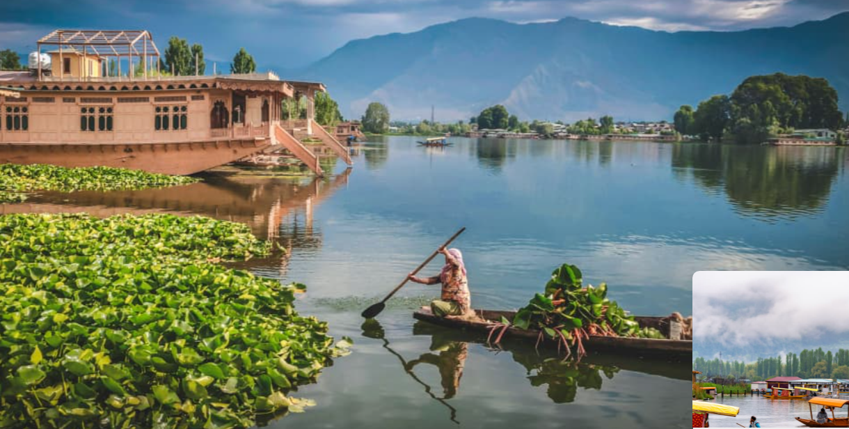 Kashmir in Bloom